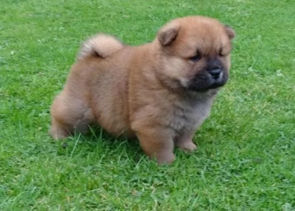 Cuccioli di Chow Chow. Repubblica Ceca. Solo contatto via WhatsApp. | Foto 0