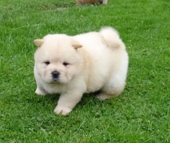 Cuccioli di Chow Chow. Repubblica Ceca. Solo contatto via WhatsApp.