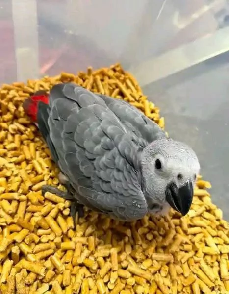 Pappagalli cenerini africani maschi e femmine in vendita.