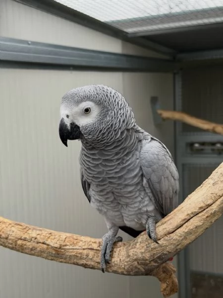 Pappagalli cenerini africani con pedigree, disponibili per l'adozione. | Foto 2