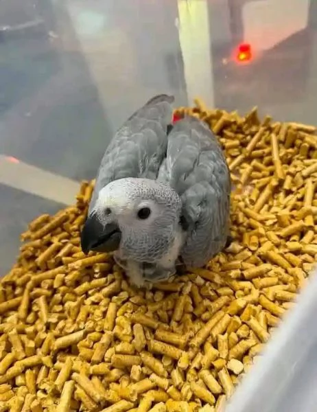 Pappagalli cenerini africani con pedigree, disponibili per l'adozione. | Foto 1