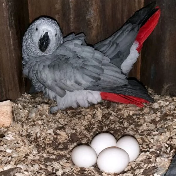 Pappagalli cenerini africani con pedigree, disponibili per l'adozione. | Foto 0