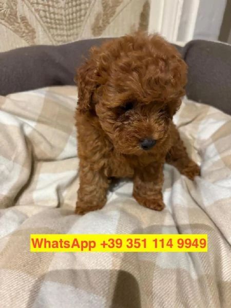 cuccioli di barboncino maschio e femmina | Foto 2