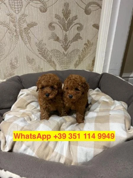 cuccioli di barboncino maschio e femmina | Foto 1