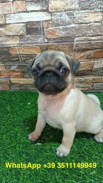 cuccioli di Carlino maschio e femmina | Foto 3