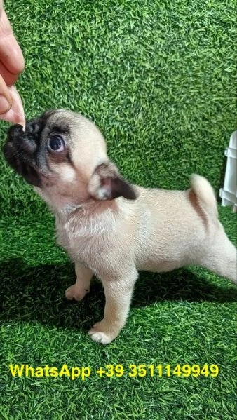 cuccioli di Carlino maschio e femmina | Foto 2
