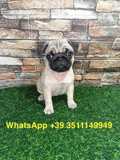 cuccioli di Carlino maschio e femmina | Foto 1