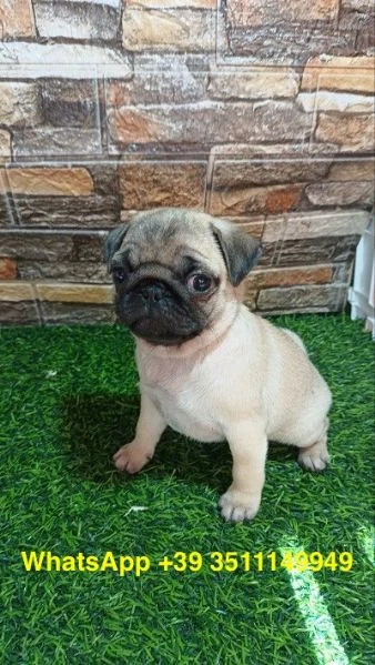 cuccioli di Carlino maschio e femmina | Foto 0