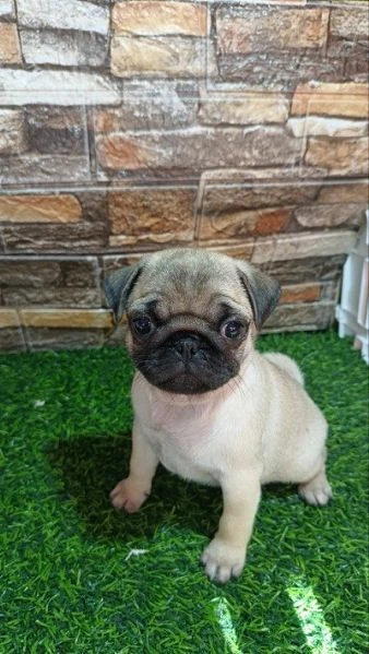 cuccioli di Carlino maschio e femmina