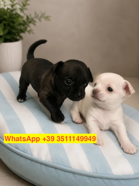cuccioli di Chihuahua maschio e femmina | Foto 1