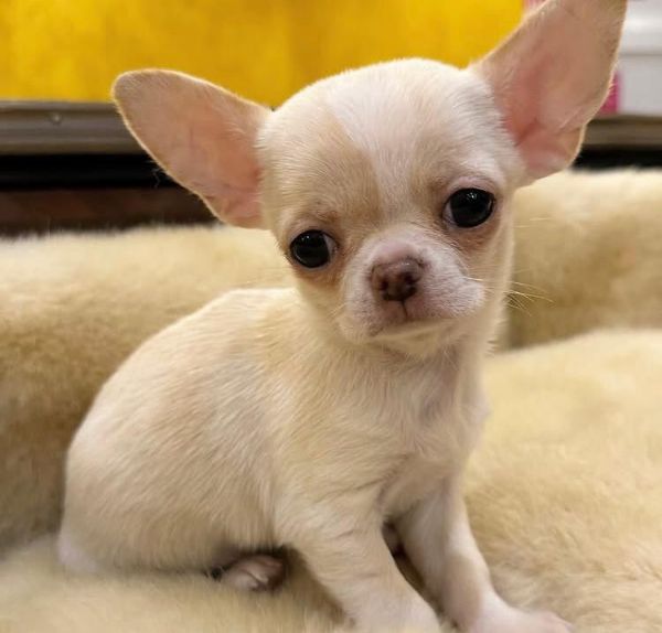 Dolce Chihuahua mini/ nana /toy disponibili maschio e femmina