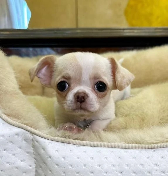 Dolce Chihuahua mini/ nana /toy disponibili maschio e femmina 