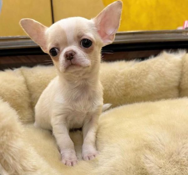Splendidi cuccioli di Chihuahua cercano una famiglia amorevole