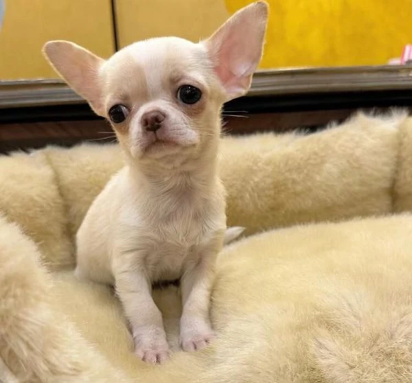 Splendidi cuccioli di Chihuahua cercano una famiglia amorevole