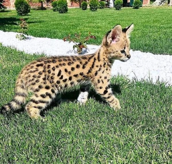 disponibile uno splendido gattino serval | Foto 3