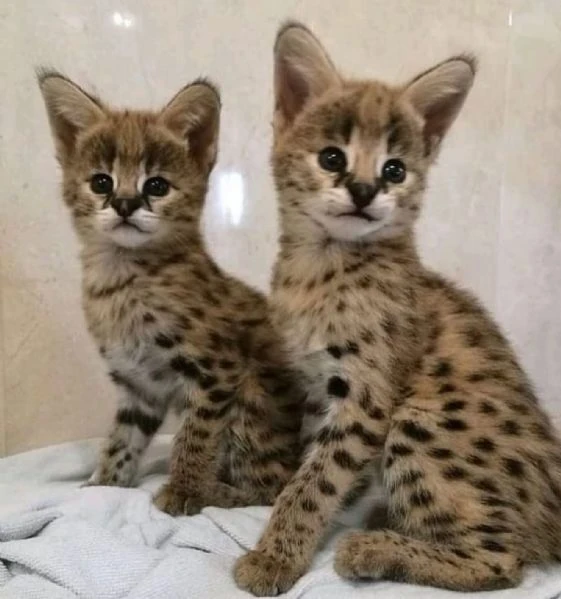 disponibile uno splendido gattino serval | Foto 2