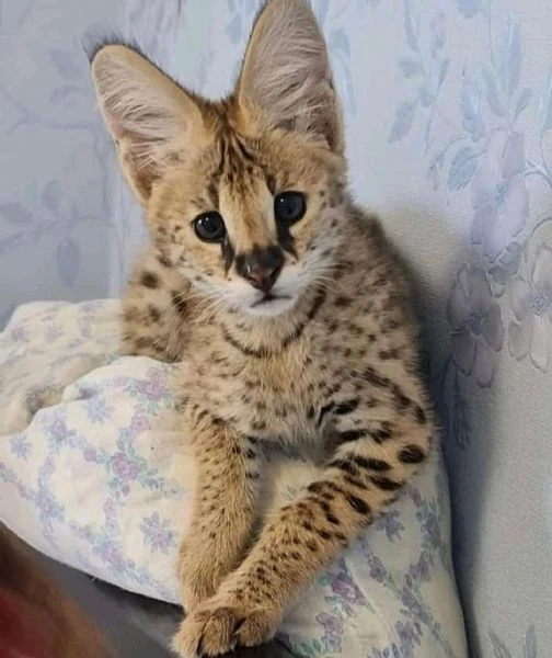 disponibile uno splendido gattino serval | Foto 1