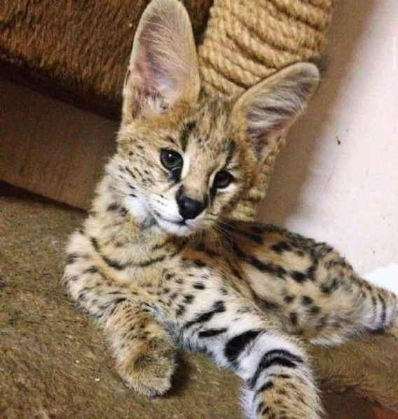 disponibile uno splendido gattino serval | Foto 0
