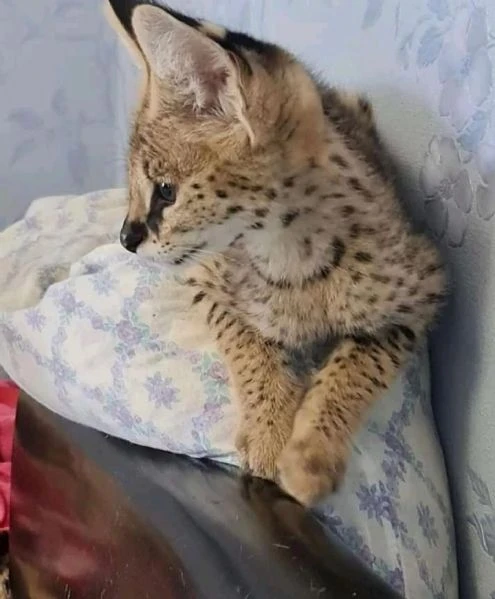 disponibile uno splendido gattino serval