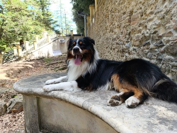 cane da accoppiamento