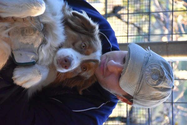 cuccioli pastore australiano | Foto 3