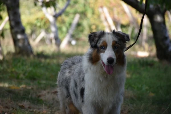 cuccioli pastore australiano | Foto 2