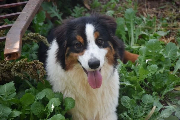 cuccioli pastore australiano