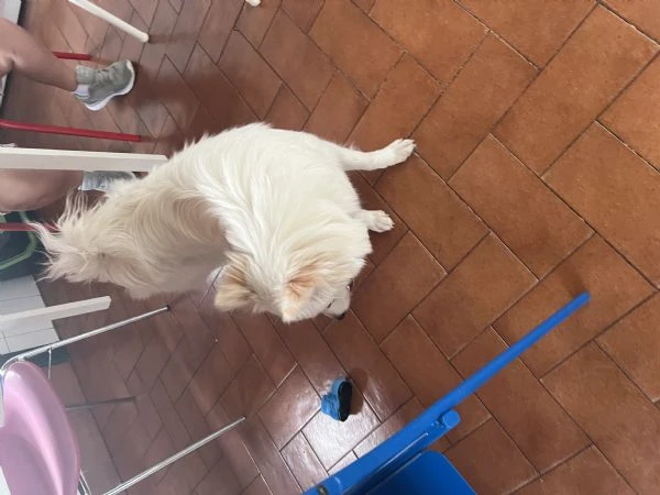 Cucciolo di 1 anno