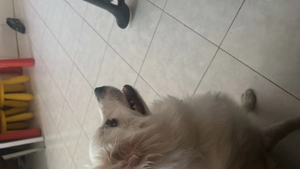 Cucciolo di 1 anno | Foto 2