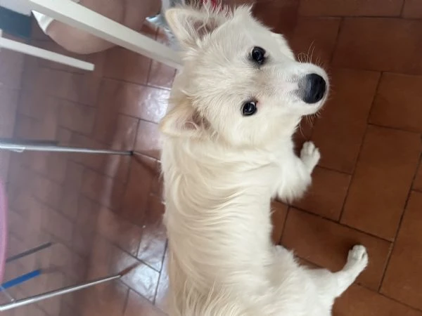 Cucciolo di 1 anno | Foto 1