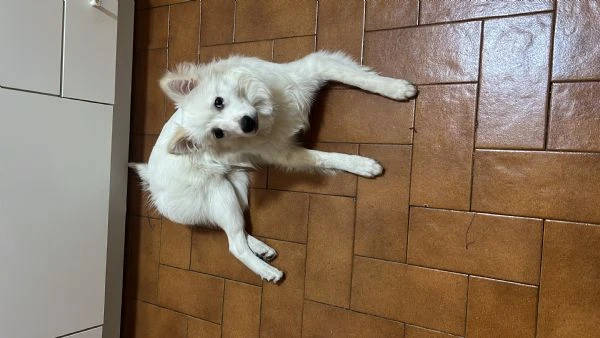 Cucciolo di 1 anno | Foto 0