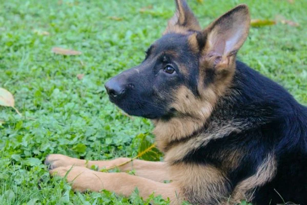 Cucciolo pastore tedesco | Foto 1