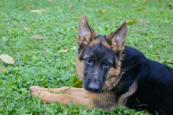 Cucciolo pastore tedesco