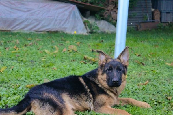 Cucciolo pastore tedesco | Foto 0