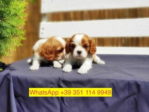 cuccioli di Cavalier King maschio e femmina