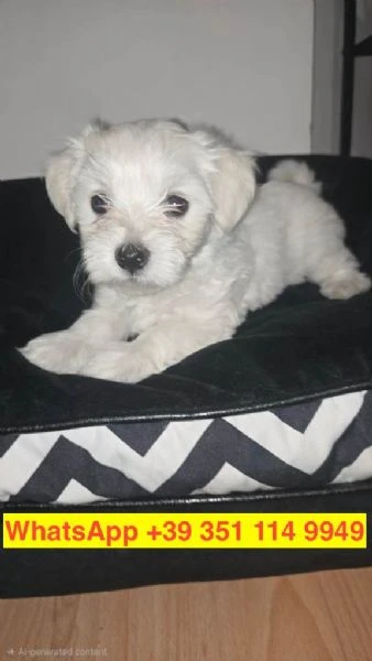 cuccioli di Maltese maschio e femmina | Foto 0