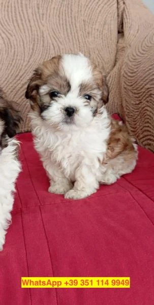 cuccioli di Shitzu maschio e femmina | Foto 1