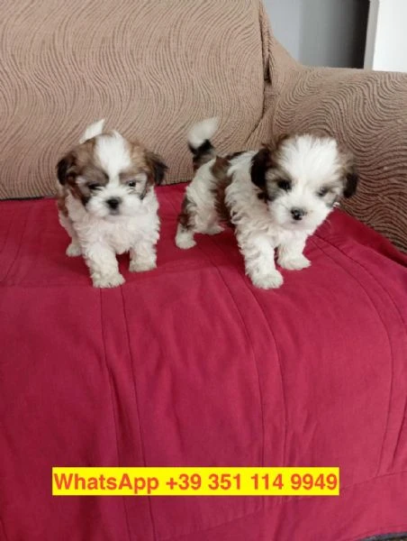 cuccioli di Shitzu maschio e femmina
