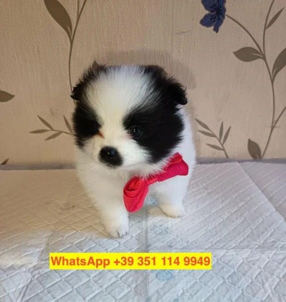 cuccioli di Volpino Pomerania maschio e femmina