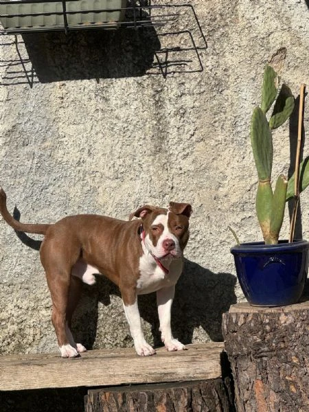 Regalo American Pitbull