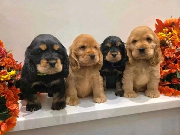 Cocker spaniel 