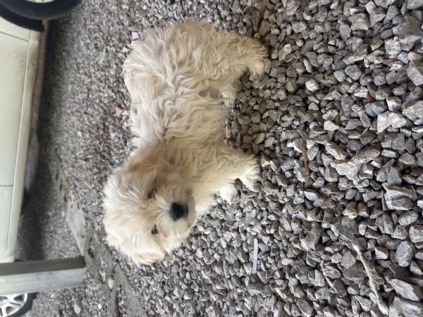 Dolcissimo Pallino cerca casa | Foto 4