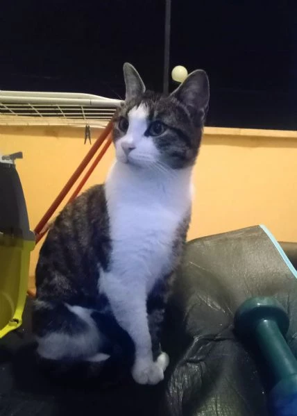 Dolcissimo Pallino cerca casa | Foto 0