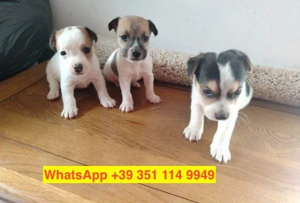cuccioli di Jack Russel maschio e femmina | Foto 0