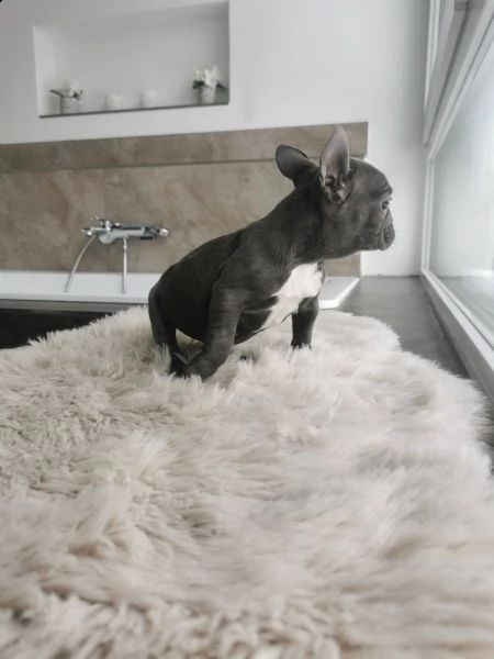 kuccioli bulldog francese occhi blu total blu | Foto 2