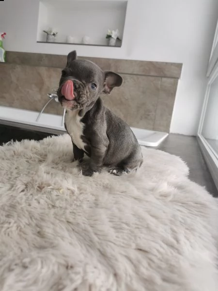 kuccioli bulldog francese occhi blu total blu | Foto 1