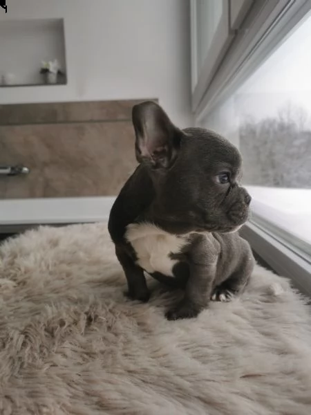 kuccioli bulldog francese occhi blu total blu | Foto 0