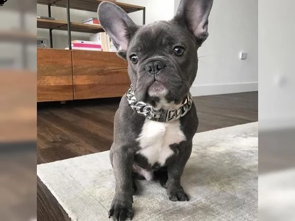 kuccioli bulldog francese occhi blu total blu