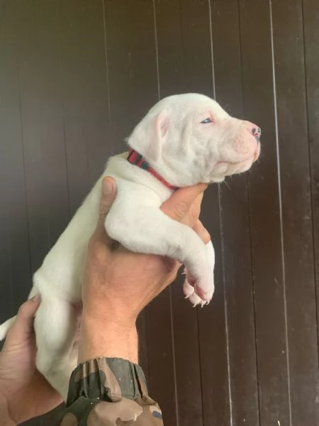 Cuccioli di Dogo Argentino  | Foto 0