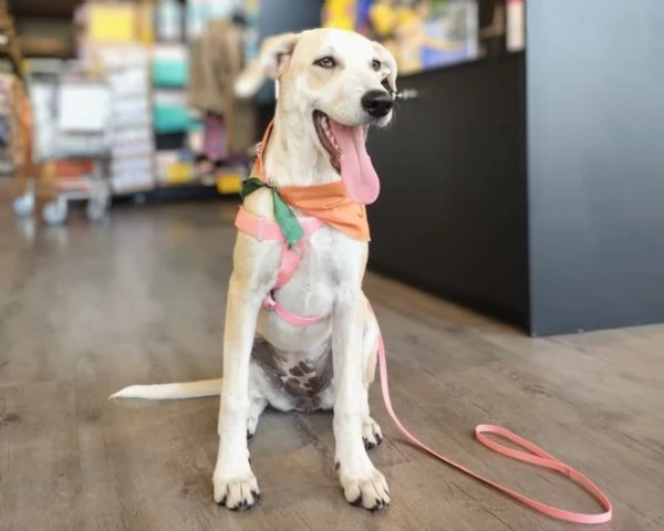 Gea in adozione | Foto 1